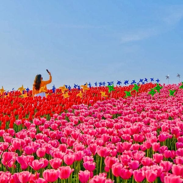 279759263 293717729623942 5215492508852507263 n 2 Đồi hoa Tulip mênh mông ngay tại Pyeongtaek