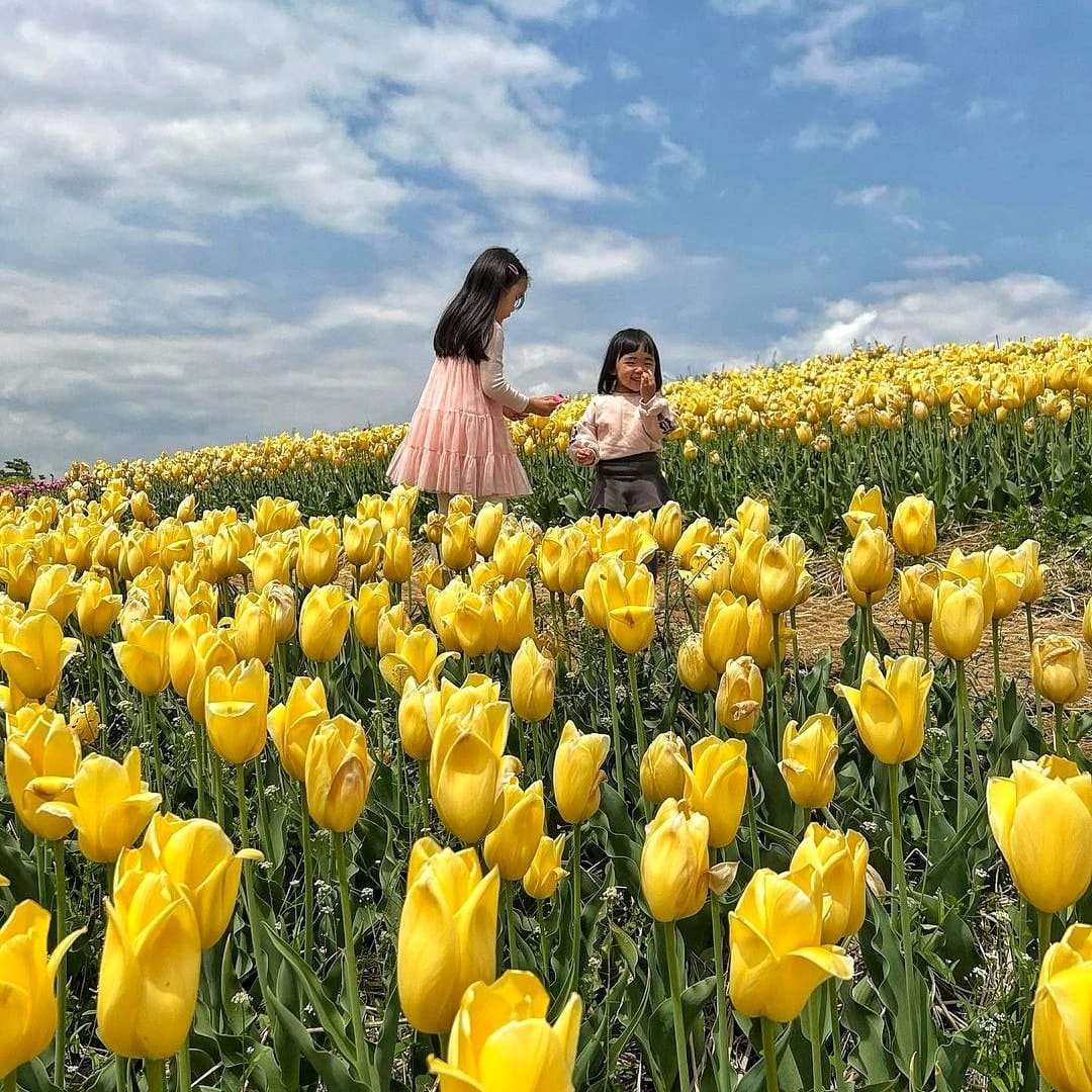 279766602 293719036290478 7402092010951276580 n 2 Đồi hoa Tulip mênh mông ngay tại Pyeongtaek