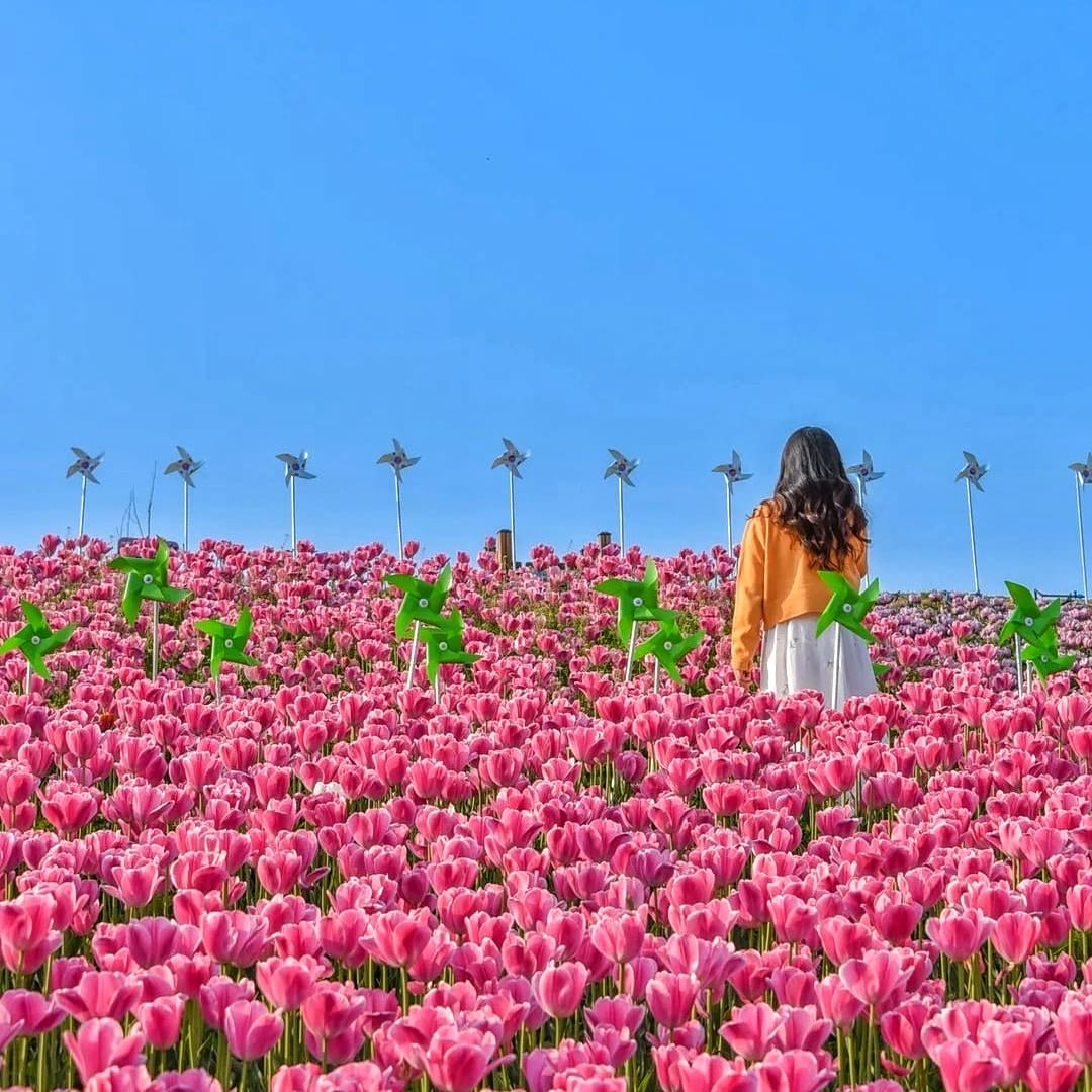 279781676 293718656290516 4206585922883138657 n 2 Đồi hoa Tulip mênh mông ngay tại Pyeongtaek