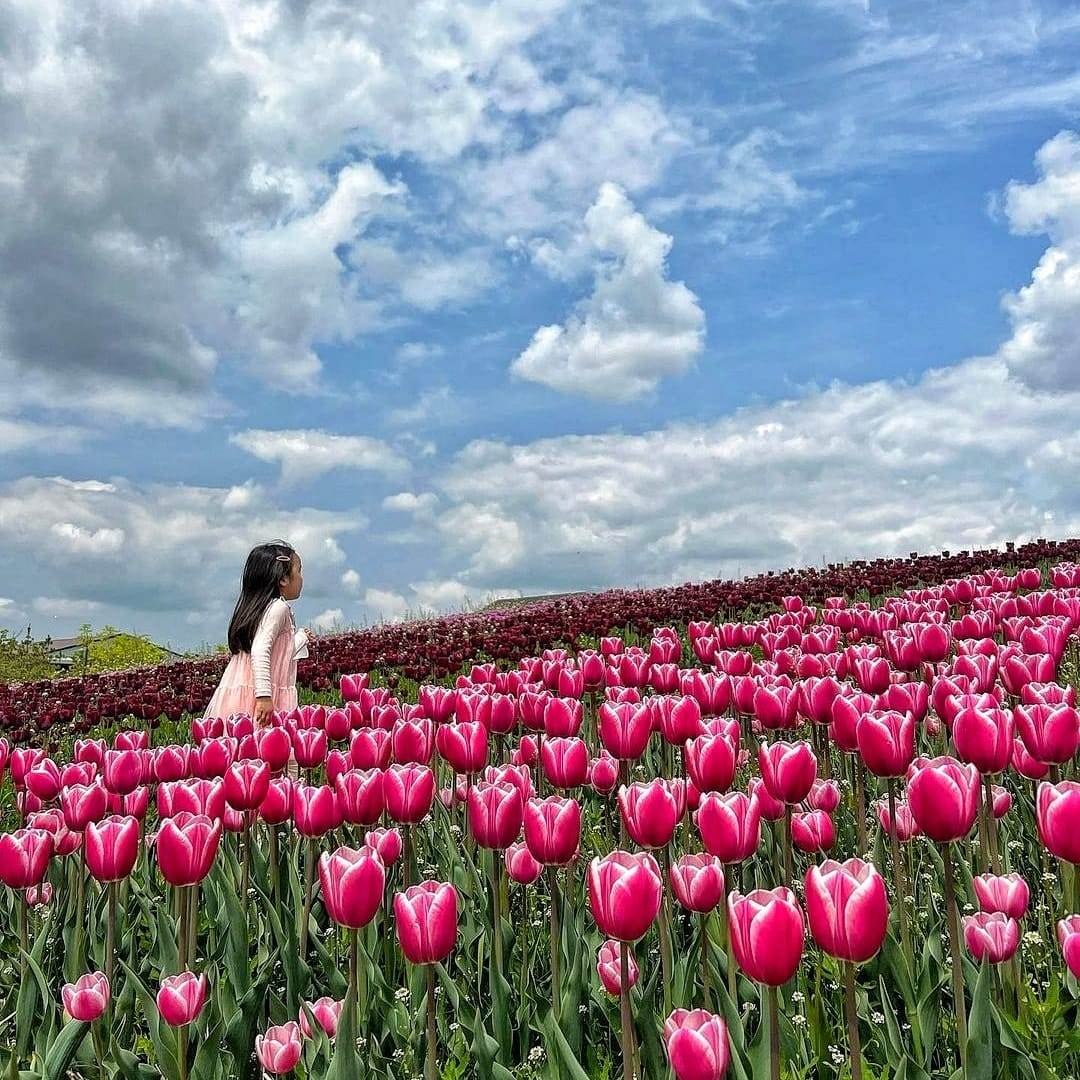 279782544 293719019623813 2306731493093768280 n 2 Đồi hoa Tulip mênh mông ngay tại Pyeongtaek