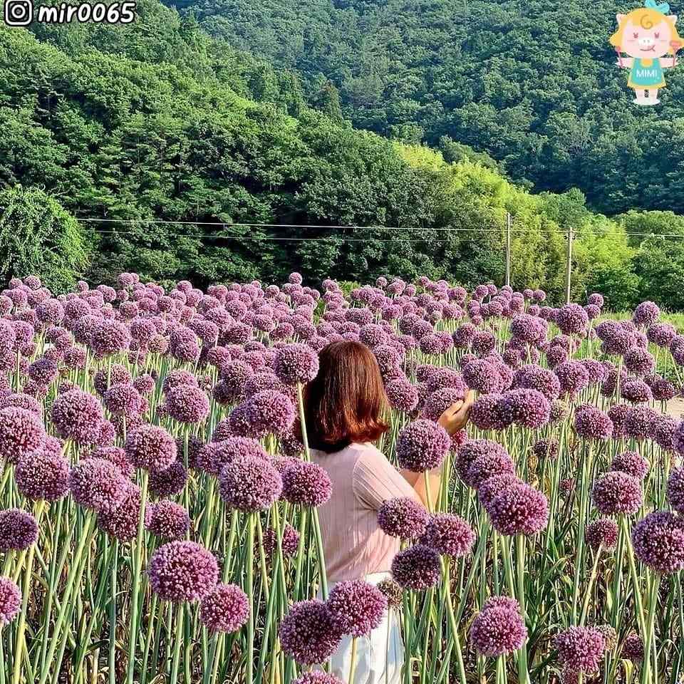 283150033 311744857821229 2959290699613314999 n 1 Vườn hoa tỏi mộng mơ ở NamHae
