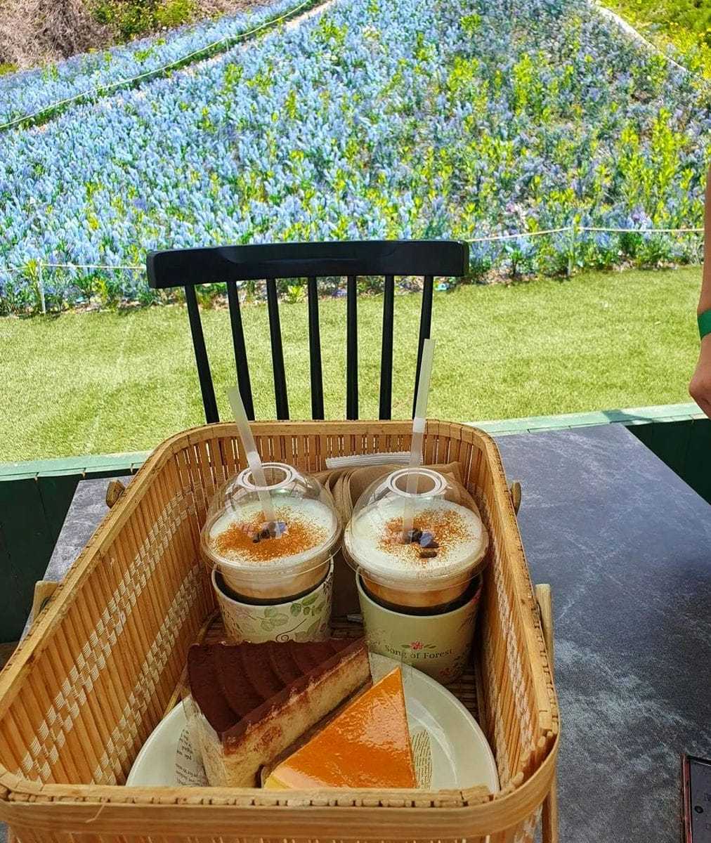 283333411 308596834802698 3652873109086703710 n 2 Quán cà phê sân vườn ngập tràn hoa tại Kangwon