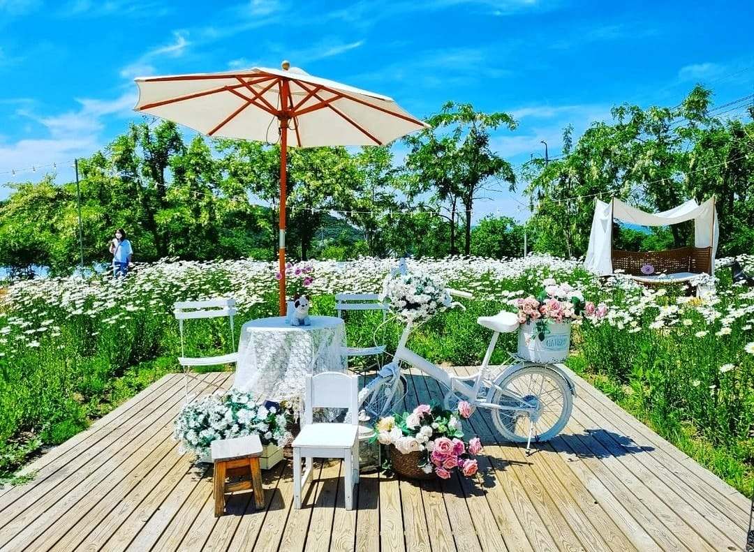 283383201 308596508136064 3009117024519323093 n 2 Quán cà phê sân vườn ngập tràn hoa tại Kangwon