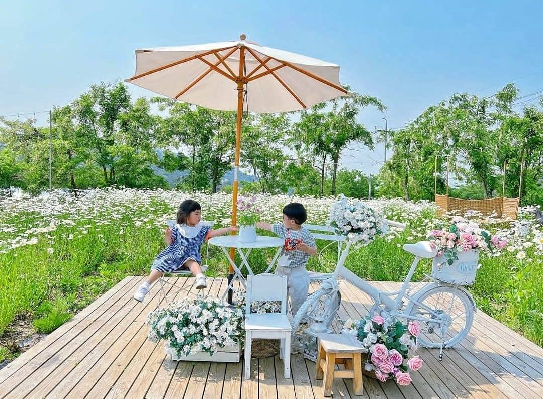 283816260 308596591469389 1175892415186027286 n 2 Quán cà phê sân vườn ngập tràn hoa tại Kangwon