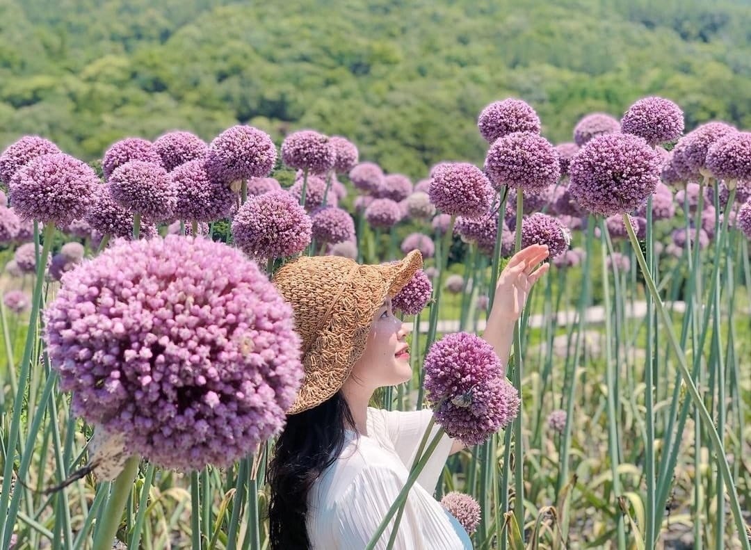 284077353 311749631154085 1162670818624961869 n 2 Vườn hoa tỏi mộng mơ ở NamHae