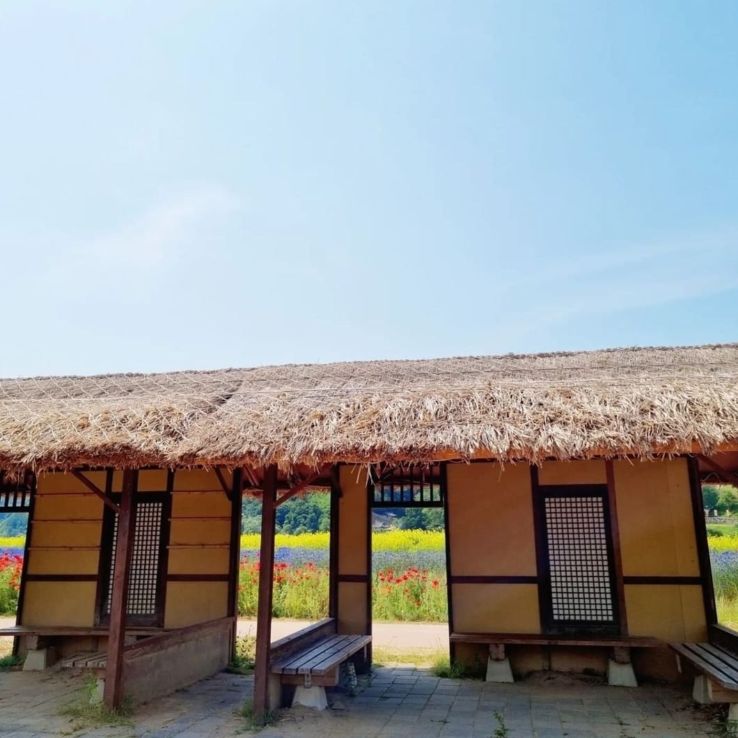 284153059 311741014488280 8258219445170069969 n 2 Vườn hoa đa sắc màu như trong cổ tích ở Gongju-si