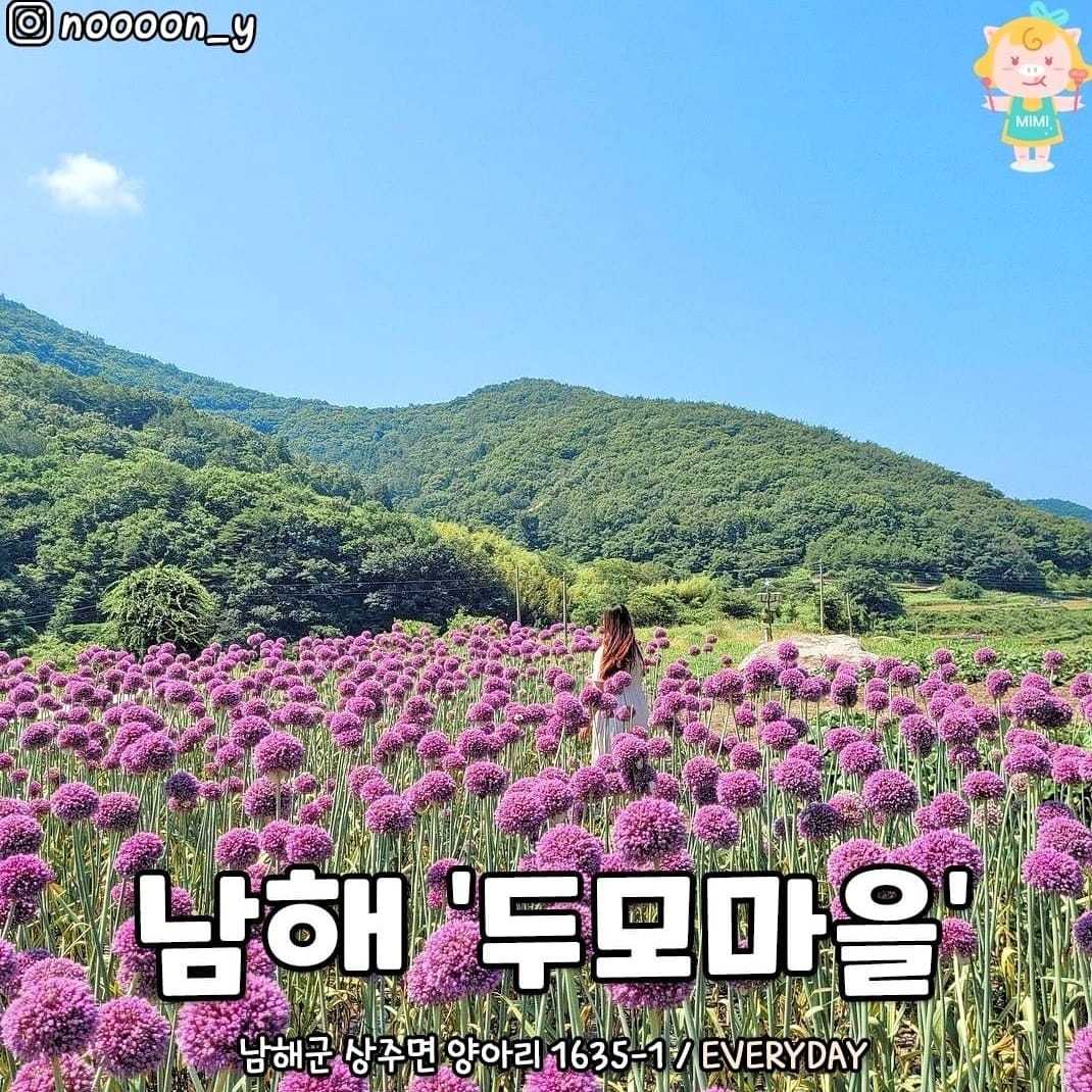 284320864 311749651154083 683197977407947701 n 2 Vườn hoa tỏi mộng mơ ở NamHae