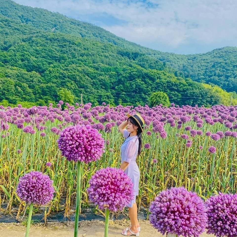 284659591 311744787821236 6303892540315402124 n 2 Vườn hoa tỏi mộng mơ ở NamHae