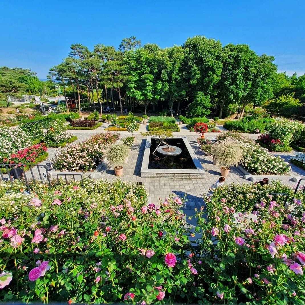284866525 312616314400750 7370874396718281501 n Công viên hoa hồng nở rộ vào đầu tháng 6 giữa lòng Hàn Quốc