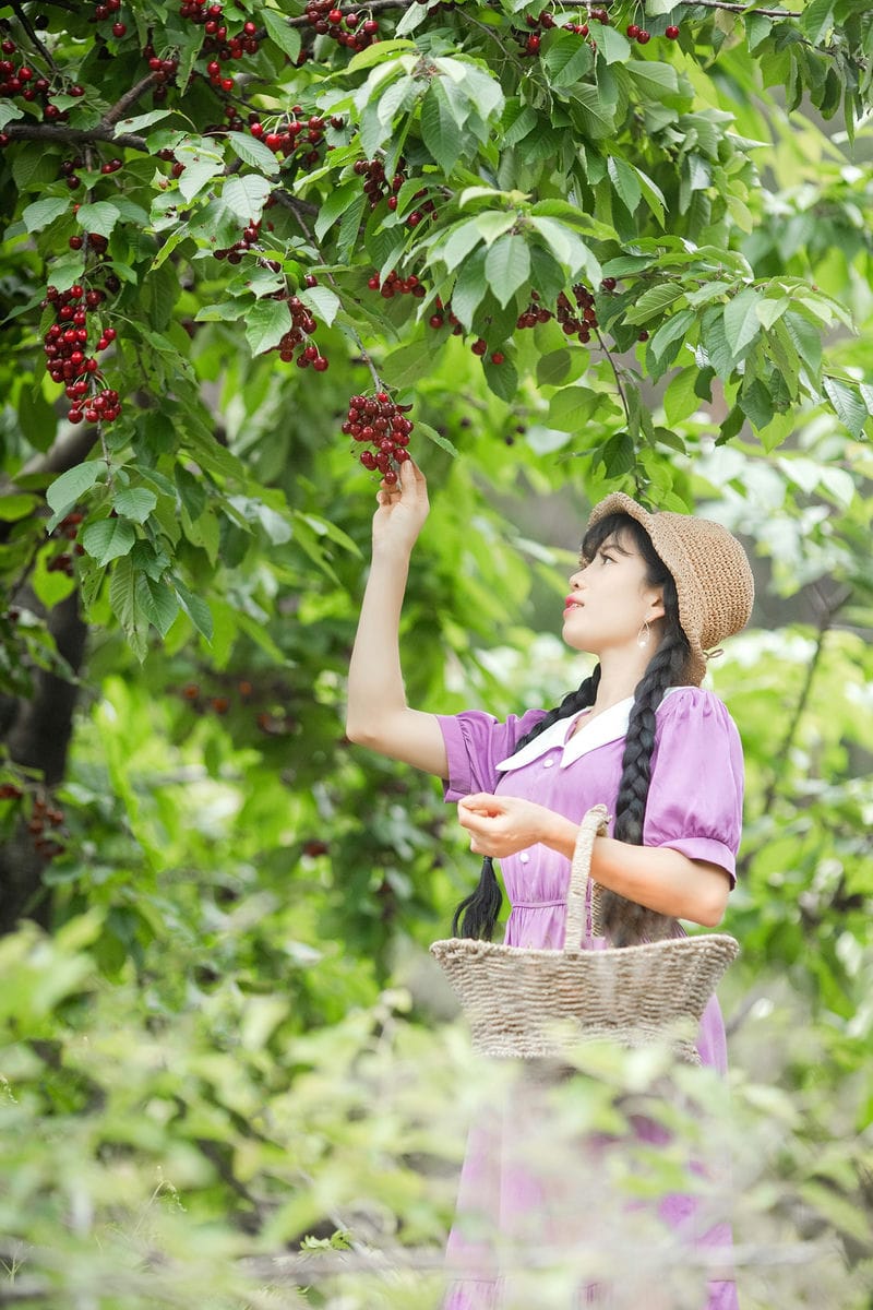 285045555 313984734263908 8254812696911615202 n 1 Trải nghiệm hái Cherry đỏ mọng trên cây ở Kyungju