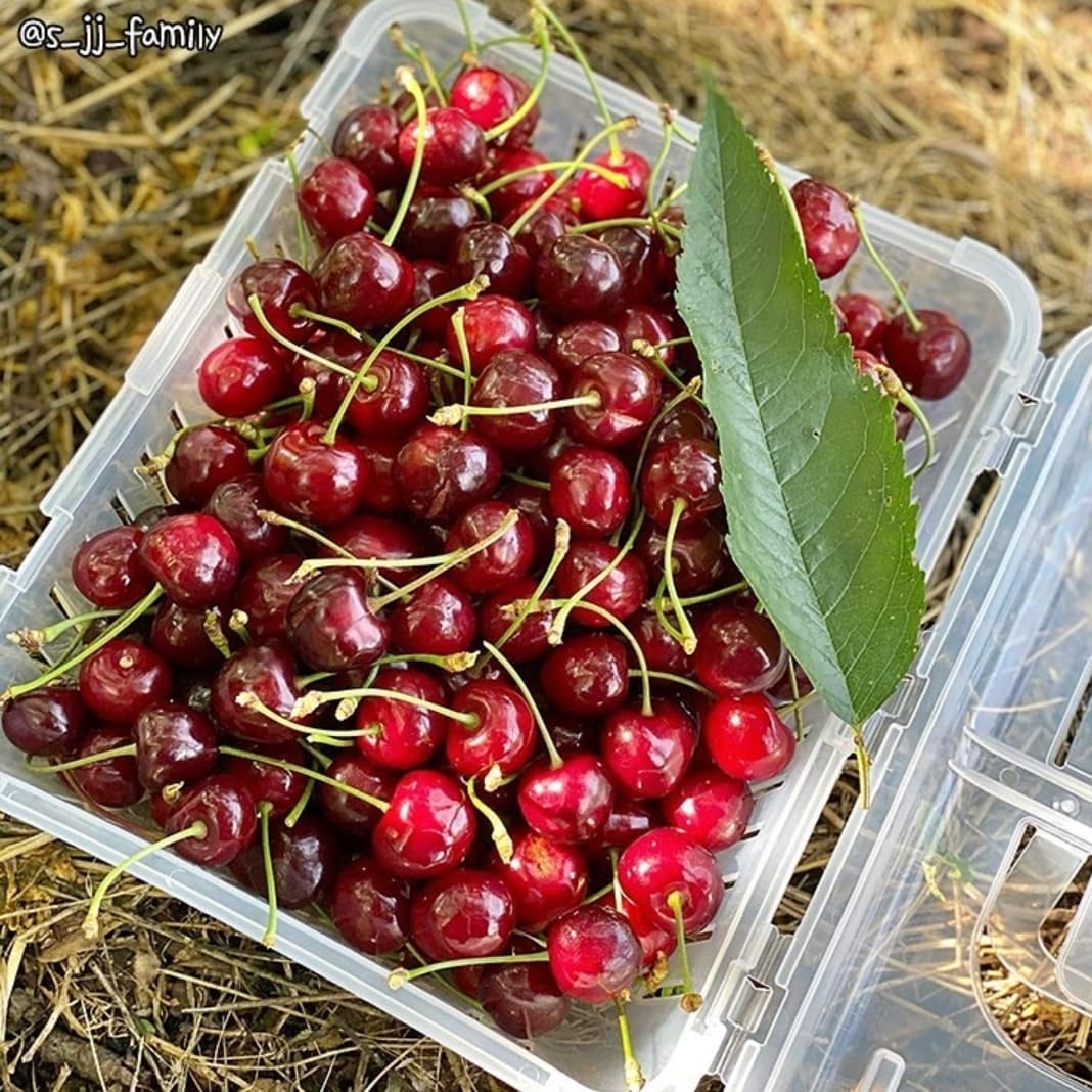 285138826 313984457597269 8783084416430623868 n 1 Trải nghiệm hái Cherry đỏ mọng trên cây ở Kyungju