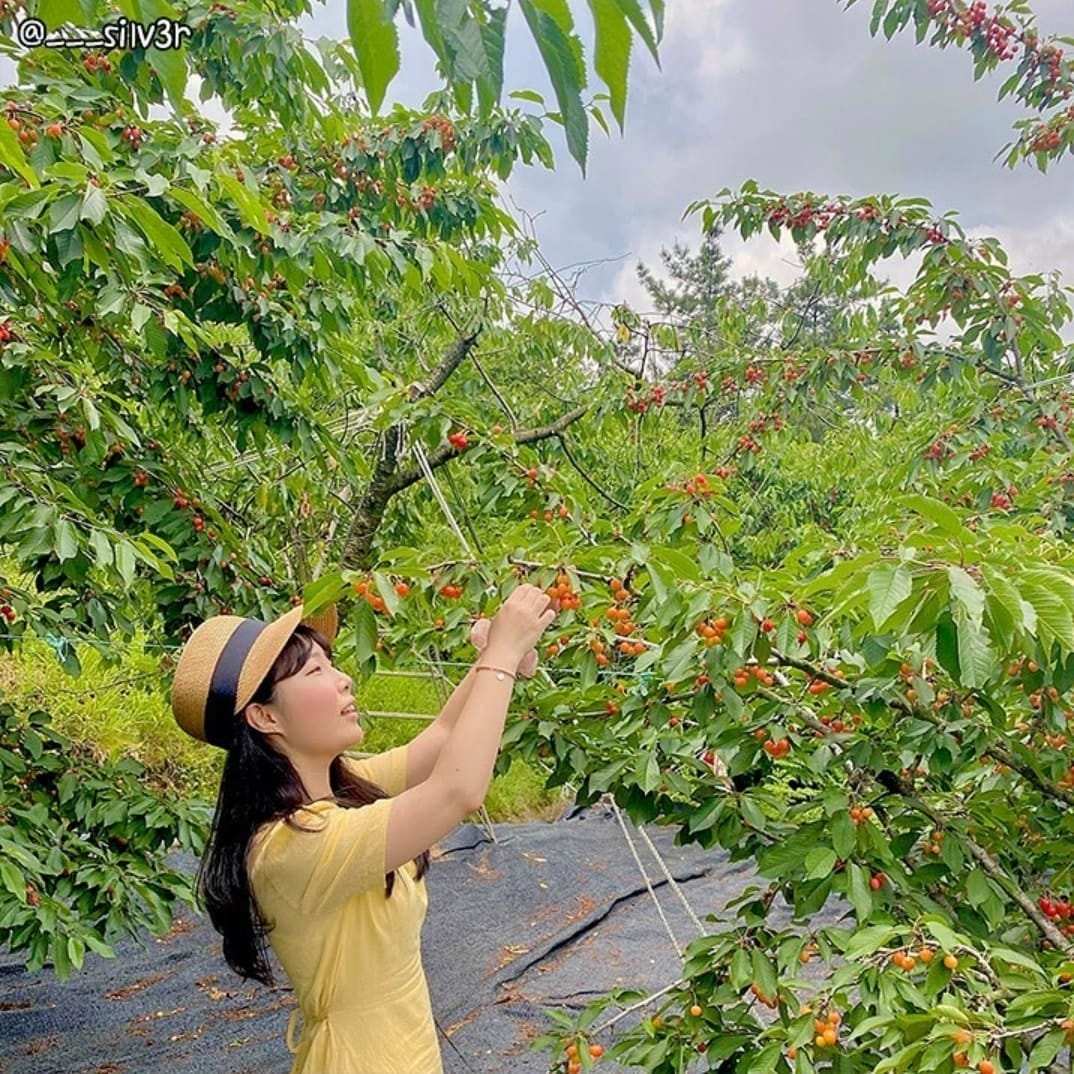 285154740 313984150930633 3233647833034920977 n 1 Trải nghiệm hái Cherry đỏ mọng trên cây ở Kyungju