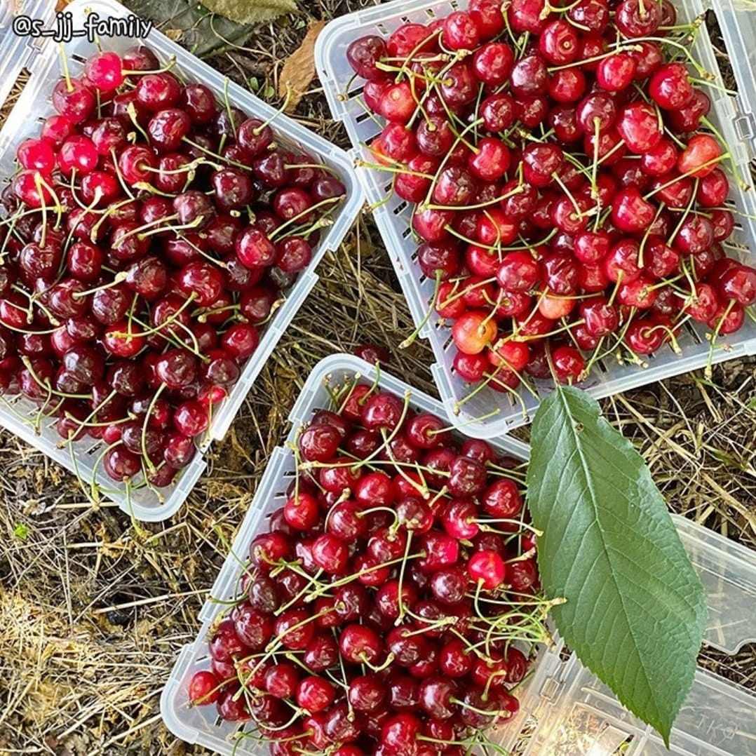 285306595 313984390930609 3410290845283428020 n 2 Trải nghiệm hái Cherry đỏ mọng trên cây ở Kyungju