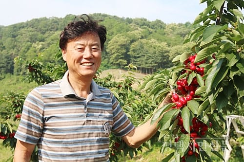 38641 38965 344 2 Trải nghiệm hái Cherry đỏ mọng trên cây ở Kyungju