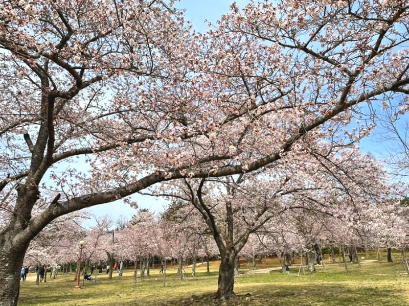 SE 1868AF9C 4D50 4956 BE3E 0F1374E2B1F2 2 Lạc vào rừng hoa đào kép tại đền Bulguksa - Gyeongju