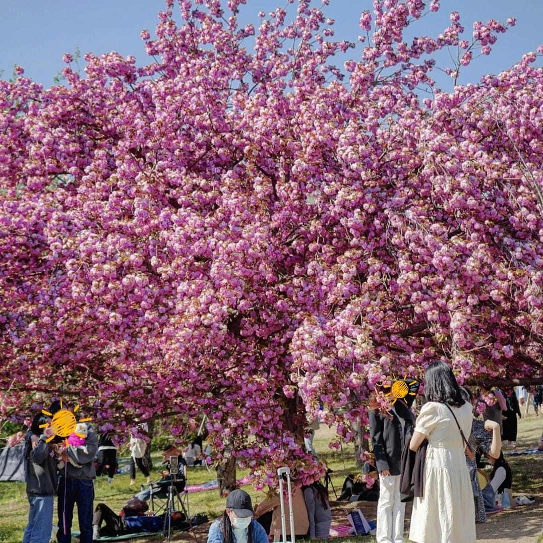 img 61 Lạc vào rừng hoa đào kép tại đền Bulguksa - Gyeongju