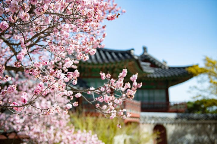 tai xuong 1 Cung Điện Changdeok mùa hoa đào nở
